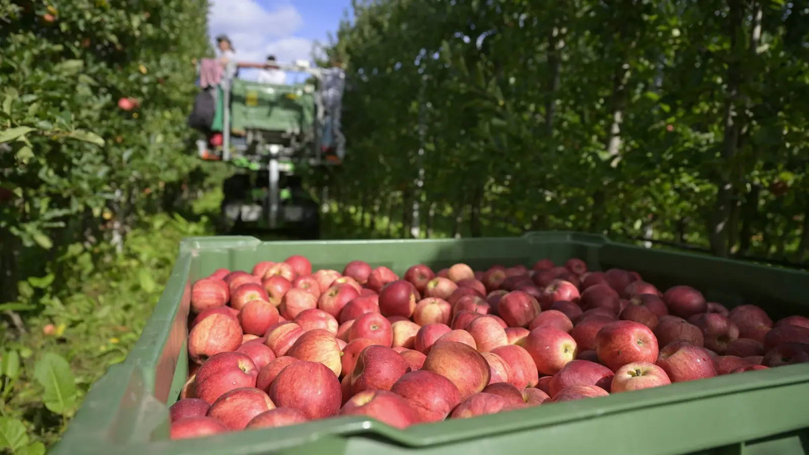Bins llenos de fruta recién cosechada esperando en el huerto