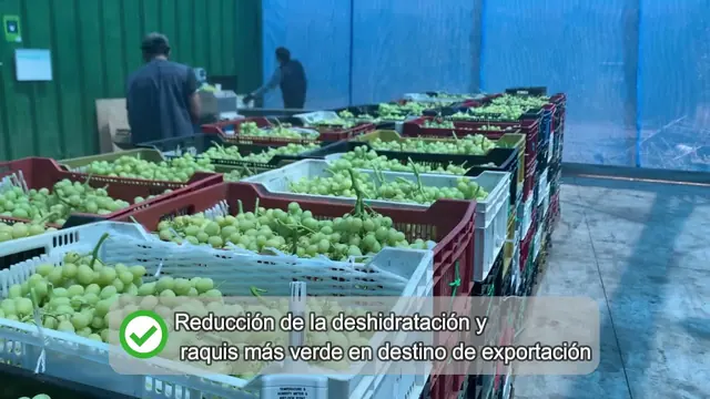 Miniatura del video: Humidificación en postcosecha de uva de mesa